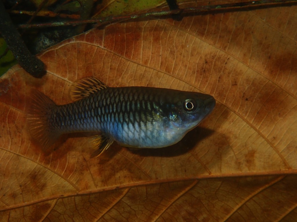 Brachyrhaphis roseni