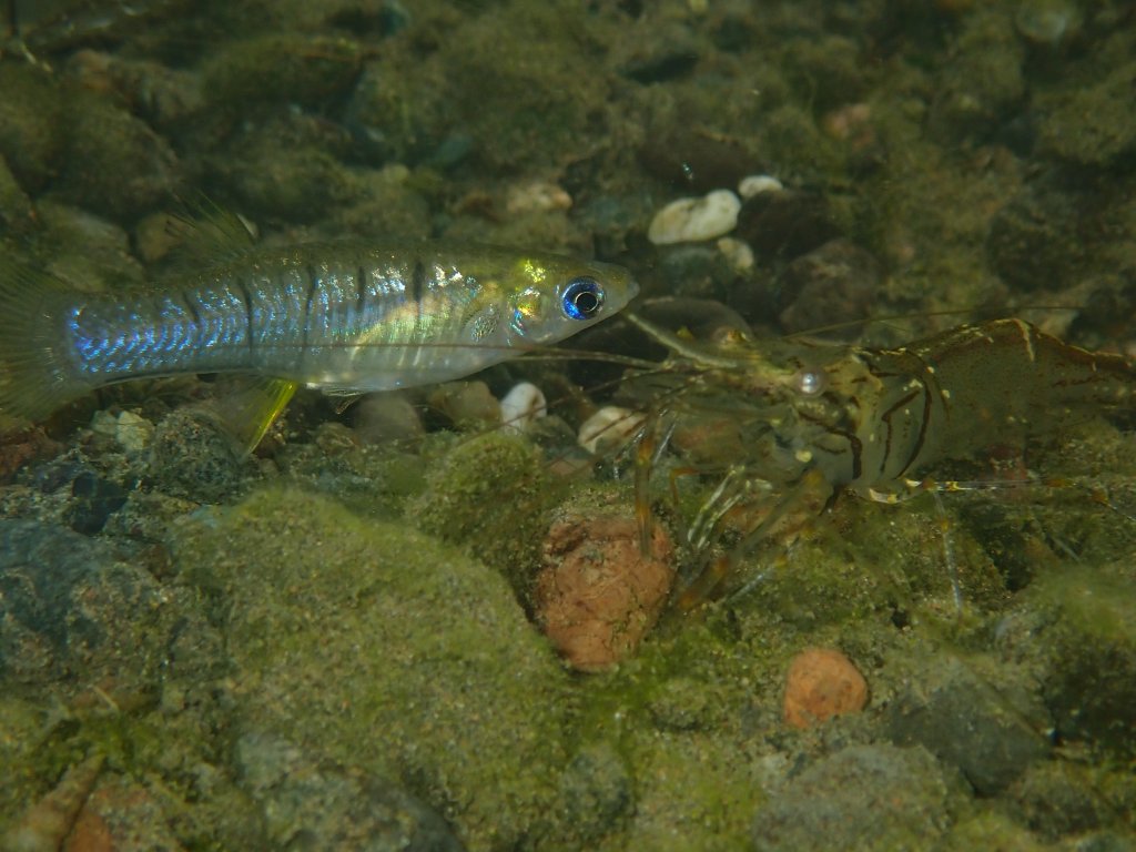 Poeciliopsis turrubarensis