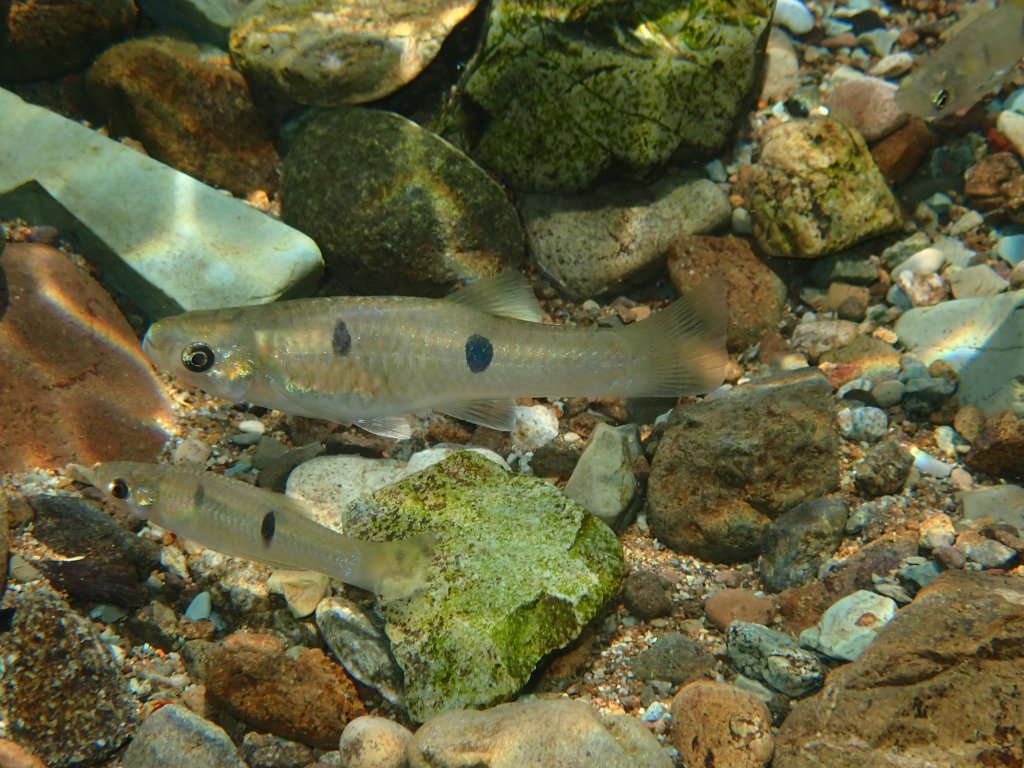 Poeciliopsis paucimaculata