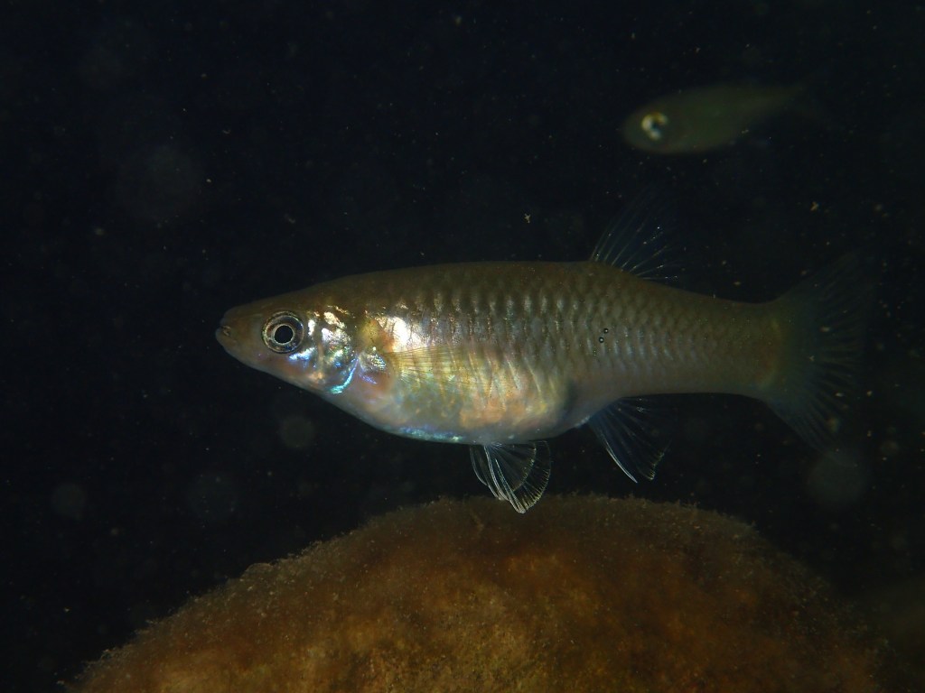 Poeciliopsis retropinna