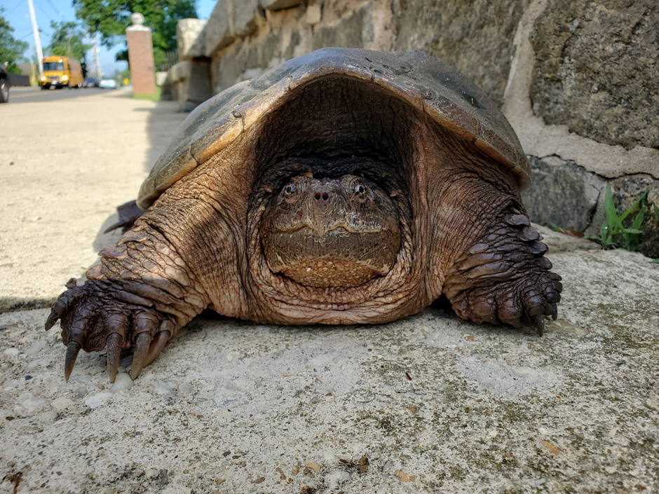 Encounters with snapping turtles – Reason and Nature