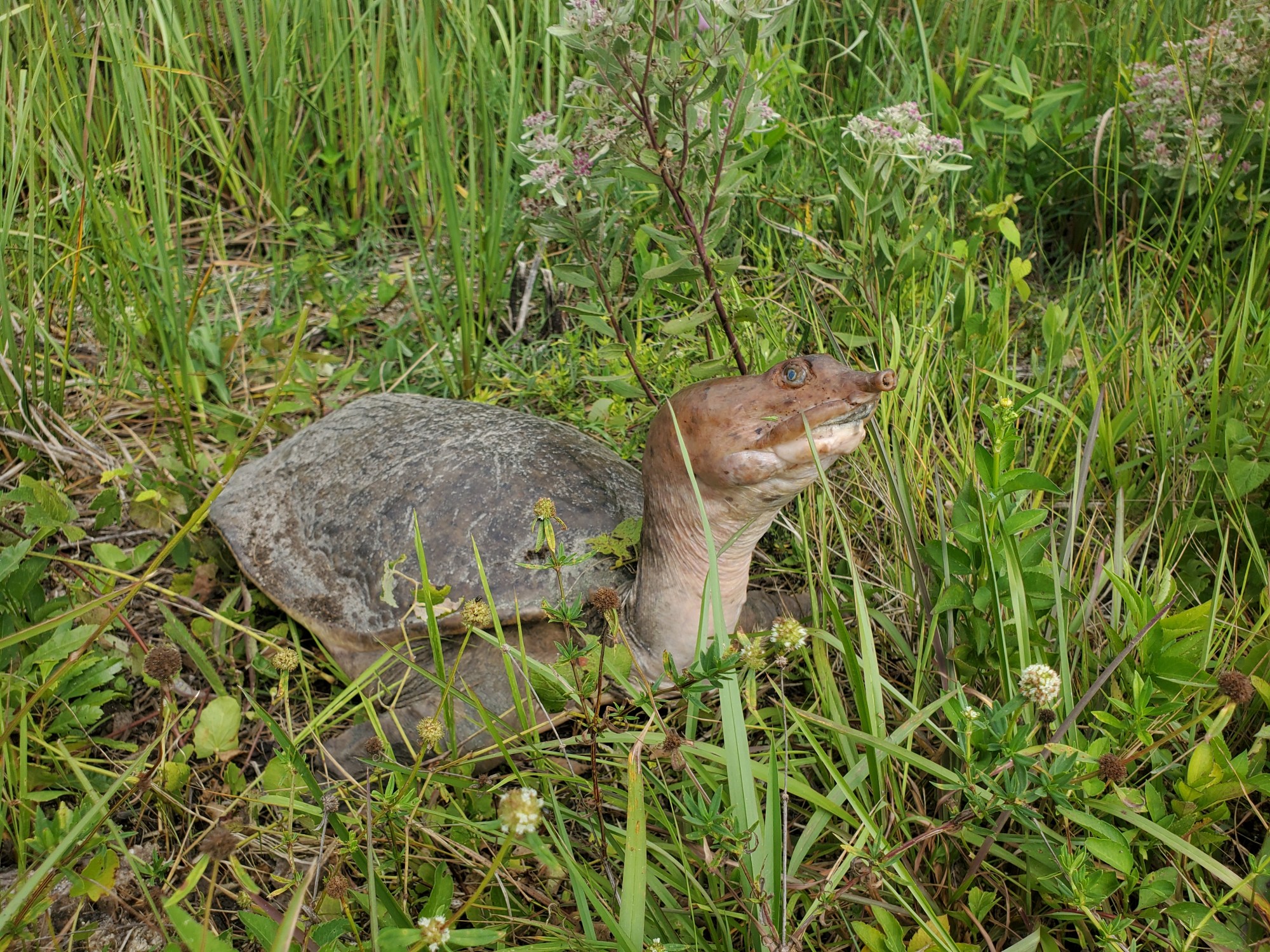 Flax Soft Shell Turtle The fascinating Florida Softshell Turtle – Reason and Nature