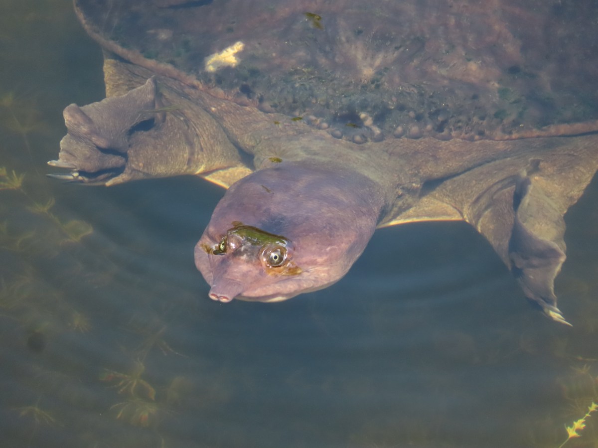 Flax Soft Shell Turtle The fascinating Florida Softshell Turtle – Reason and Nature