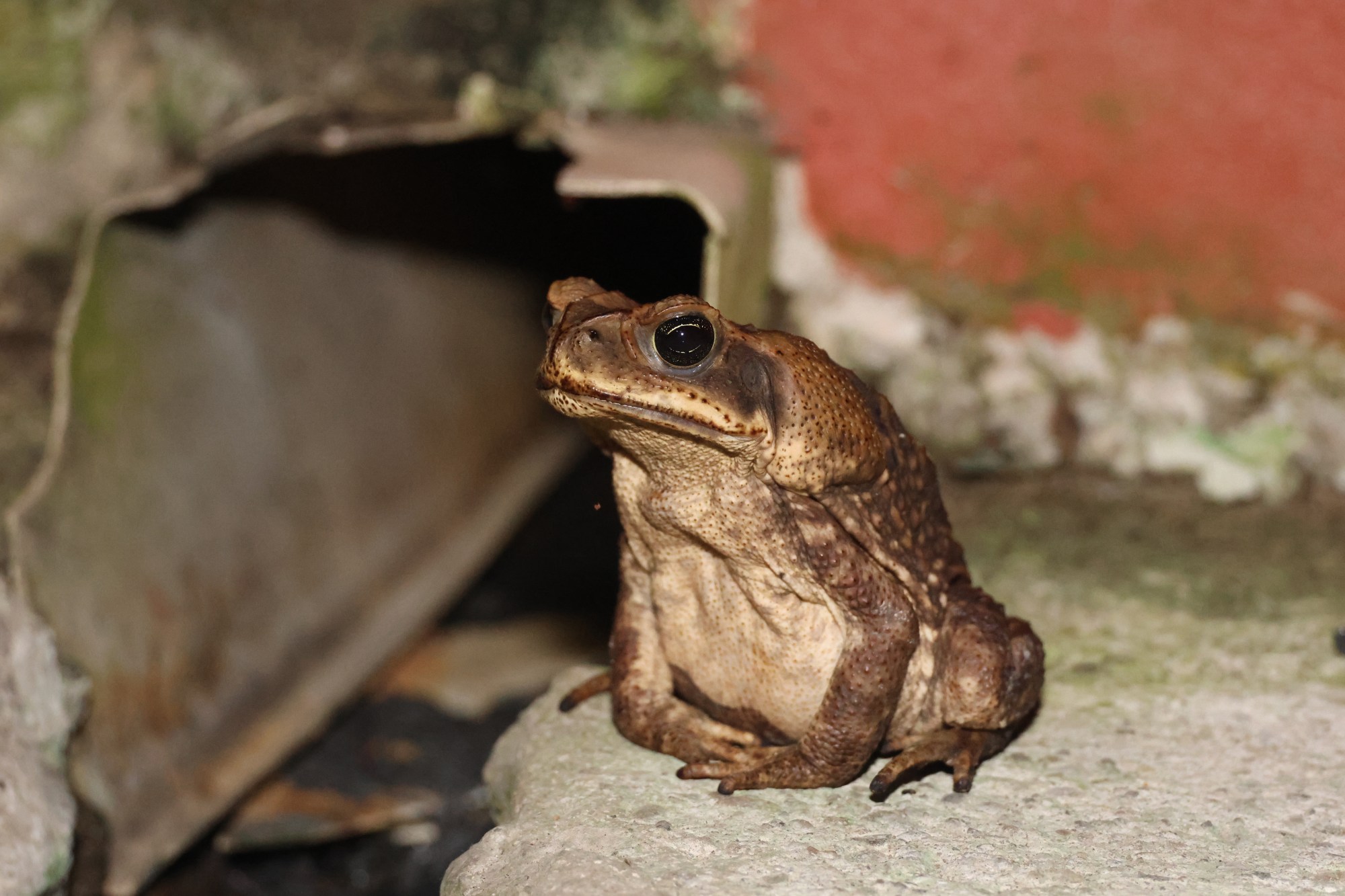 Frogs of Costa Rica – Reason and Nature