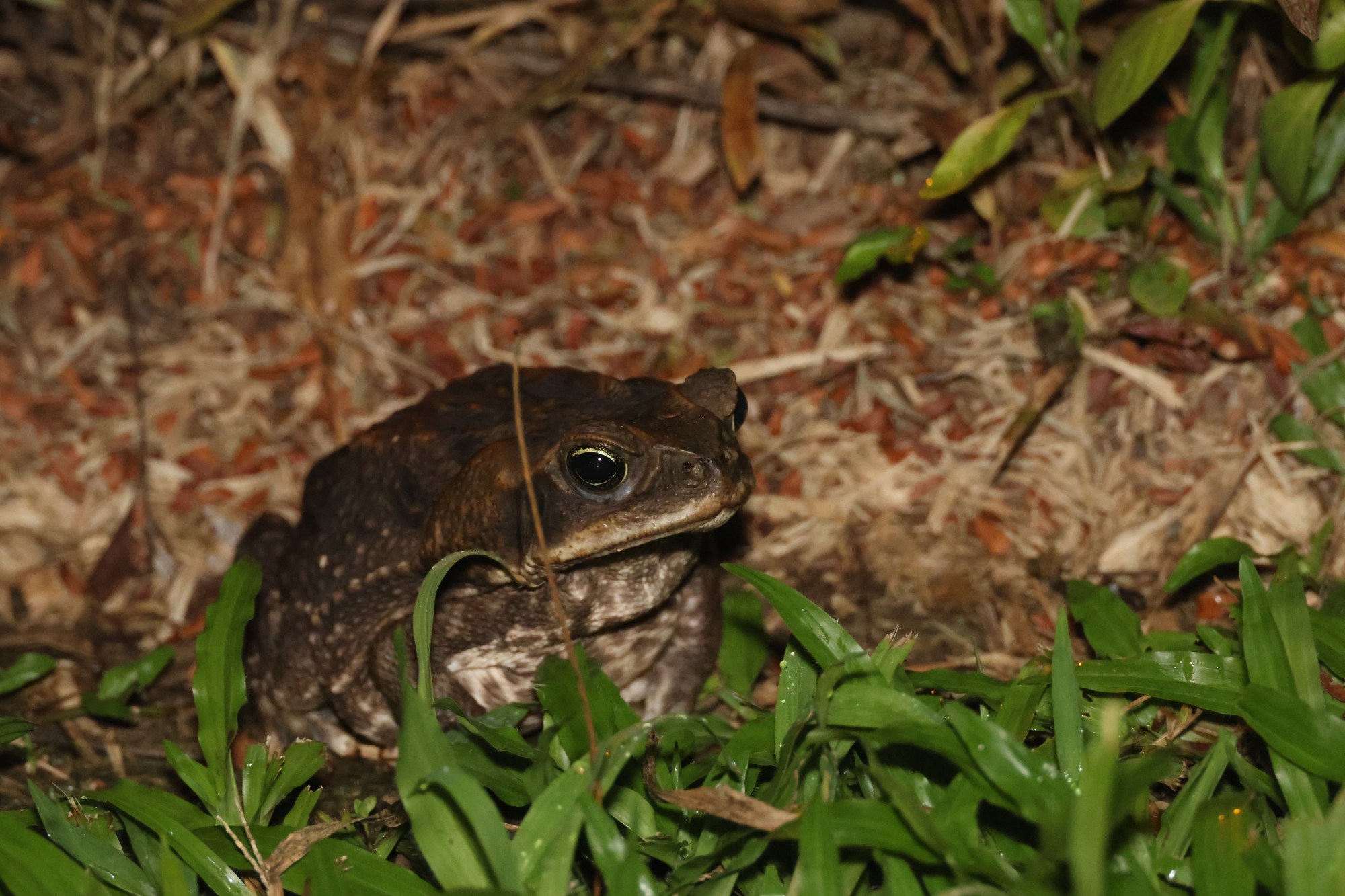 Frogs of Costa Rica – Reason and Nature