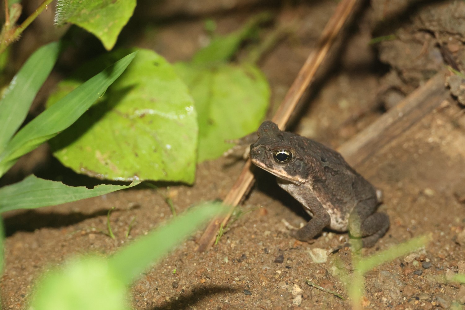 Frogs of Costa Rica – Reason and Nature