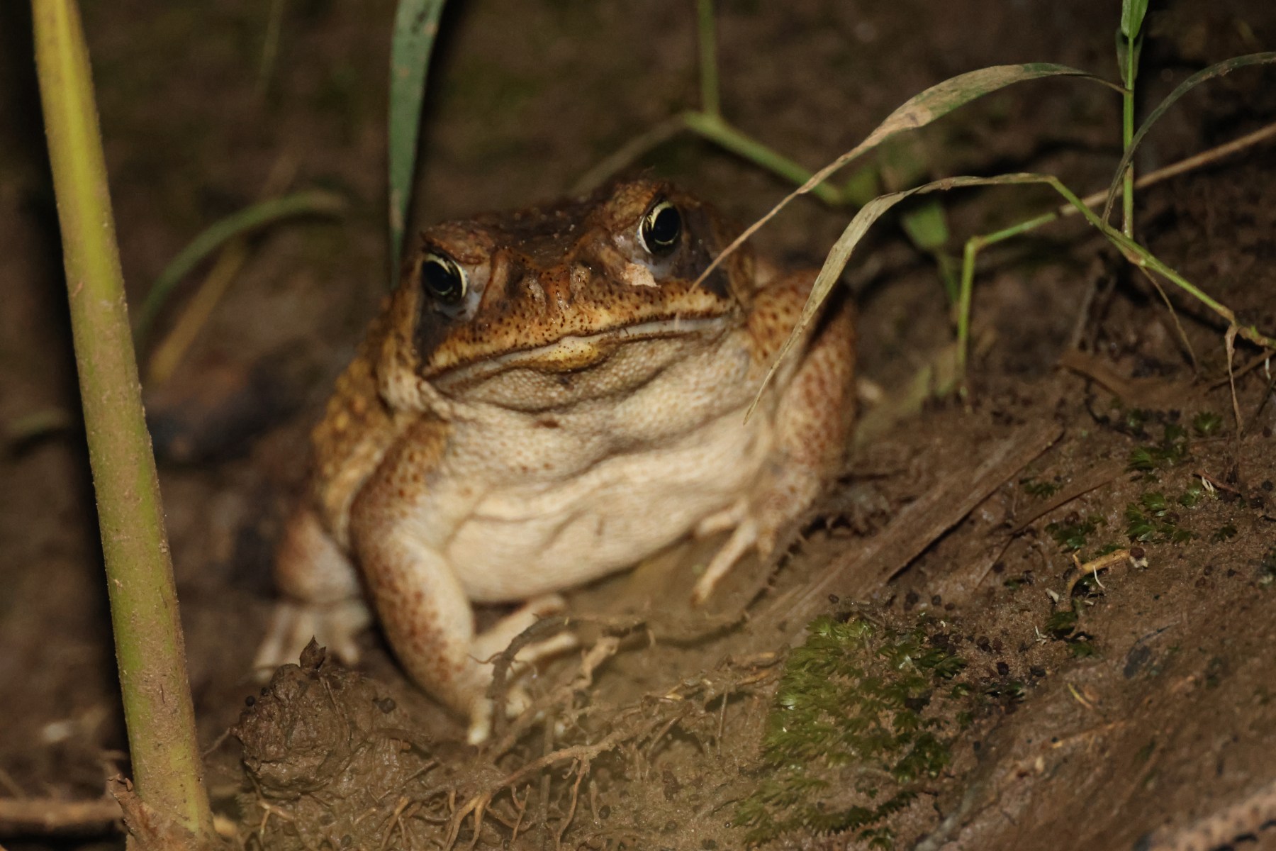 Frogs of Costa Rica – Reason and Nature