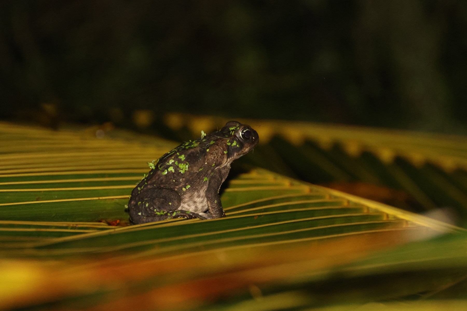 Frogs of Costa Rica – Reason and Nature