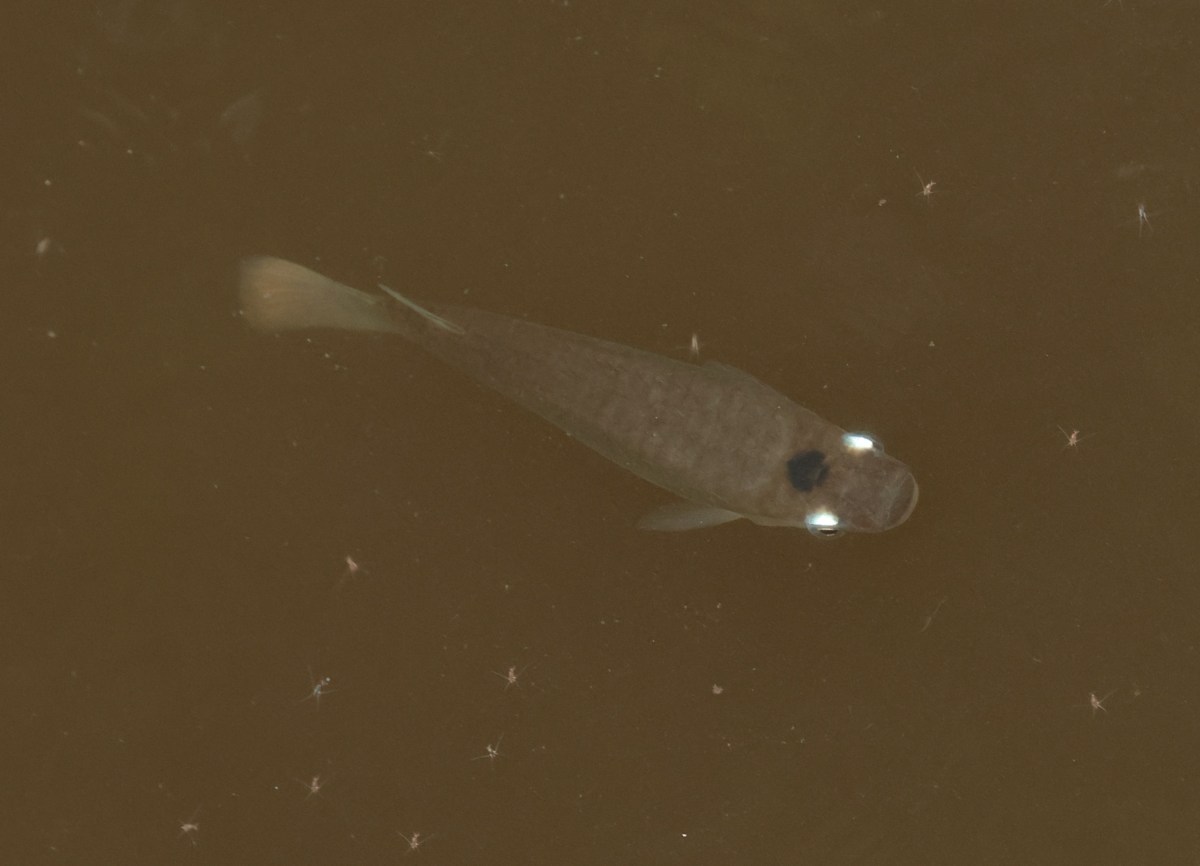 The distinctive white-eye&nbsp;fish