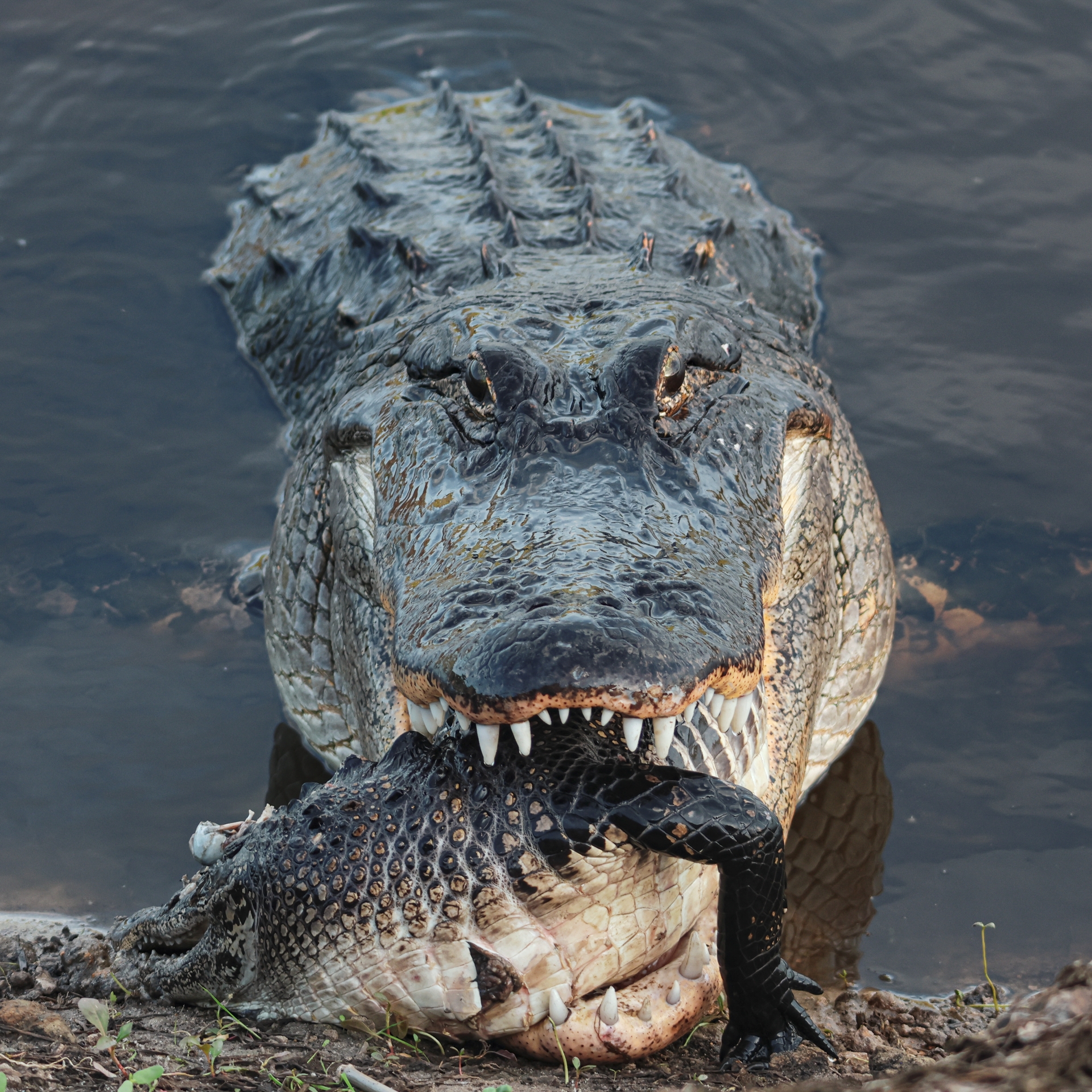 NHM Wildlife Photographer of the Year competition – Reason and Nature