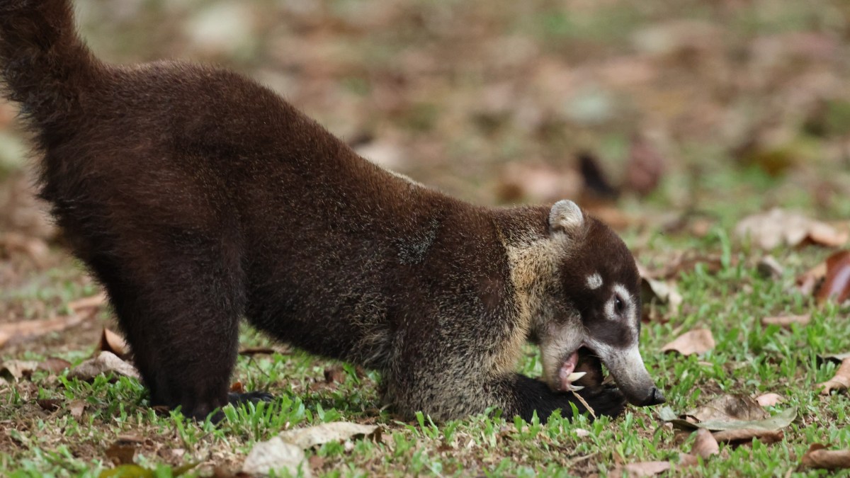 The Wildlife of Costa&nbsp;Rica