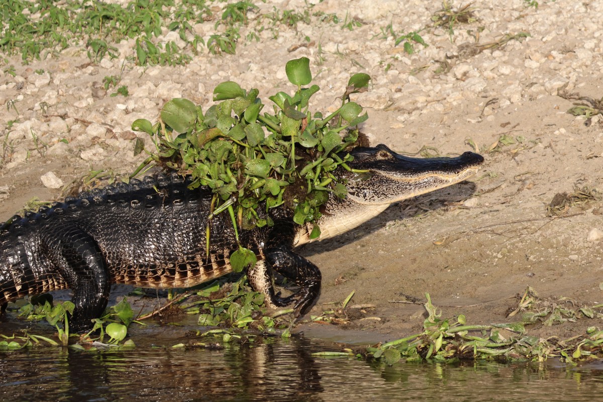 Alligator camouflage and stick&nbsp;display
