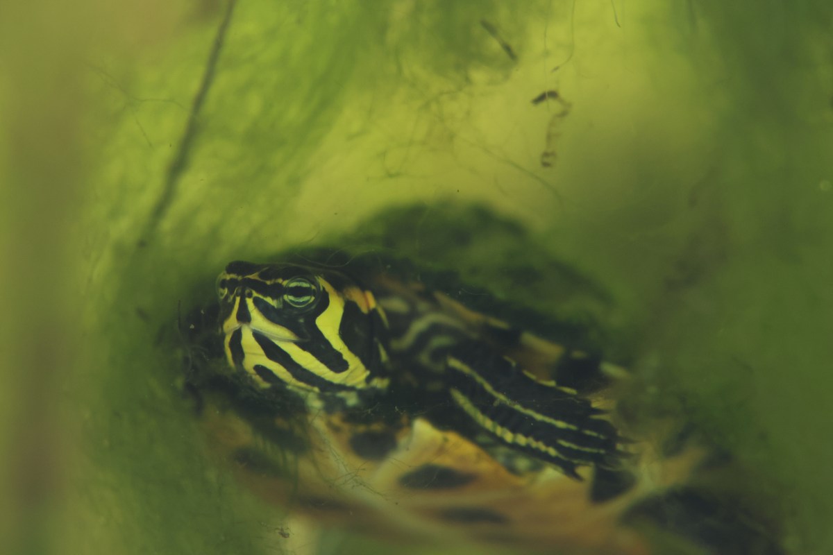 Notes on Species&nbsp;Identification