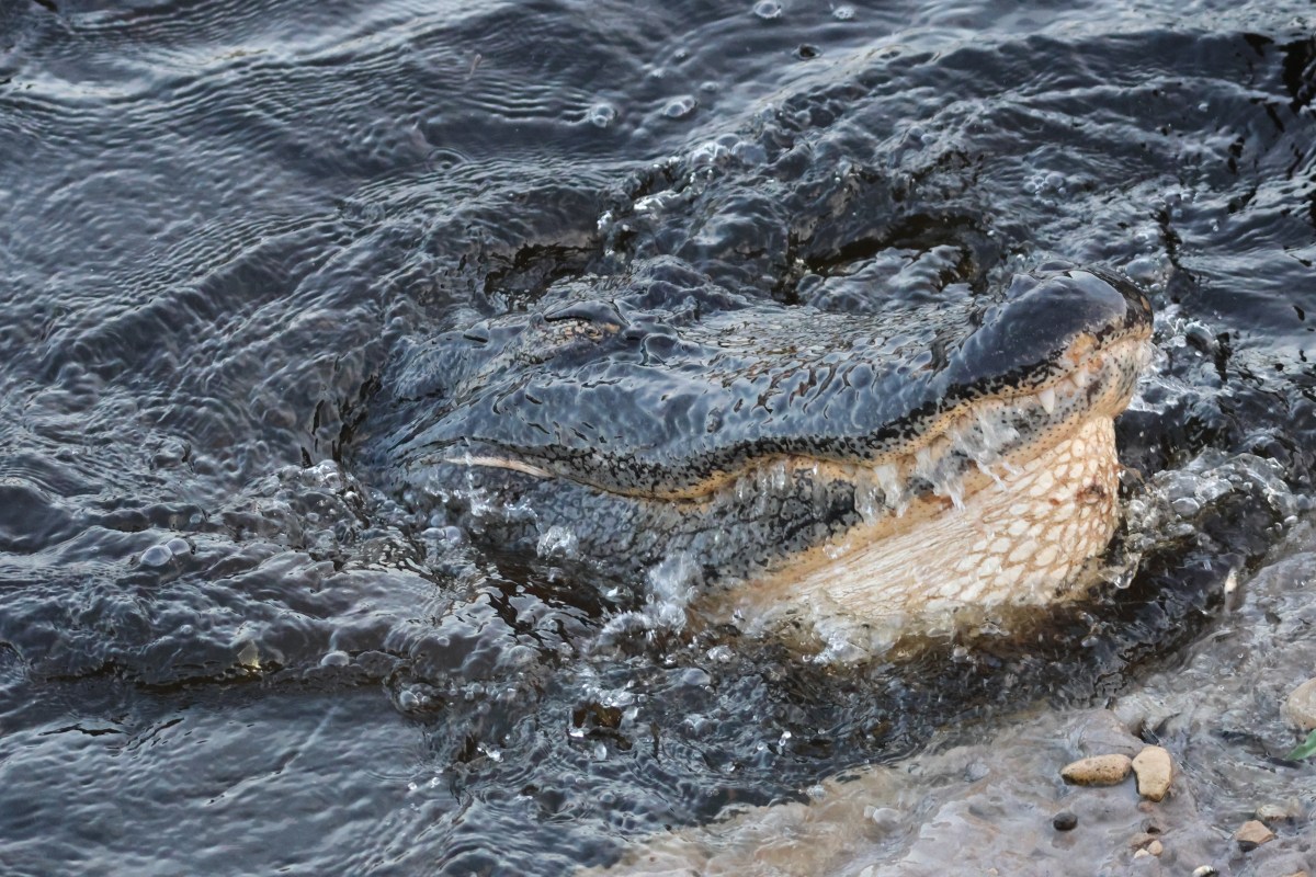 Lunge feeding in the American&nbsp;Alligator